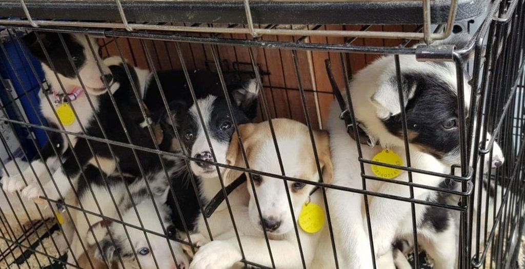 Over 200 Dogs Saved from Dog Meat Trade and Abuse Set to Fly to New Homes in the U.S.
