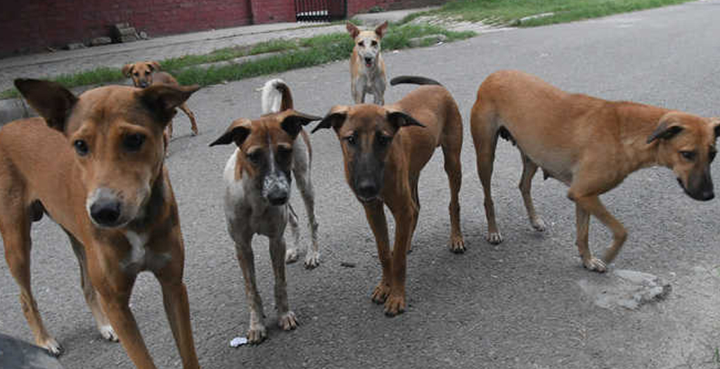 Animal activists accuse Chandigarh MC of botching up Dog Sterilisations