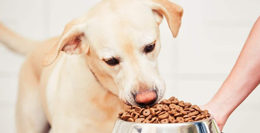 5 Little-Known Facts About Canine Nutrition Pets Parents Should Know