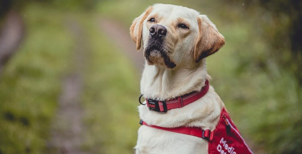 Former Kinross Guide Dog Joins Elite Team Detecting Covid-19