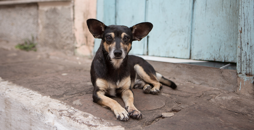 India is Struggling Hard to keep Rabies at Bay or to Fight Rabies