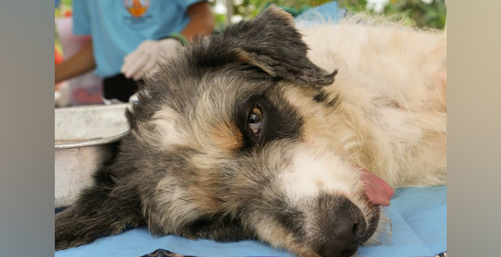 In Kottayam 700g Tumour Removed from Stray Dog’s Neck