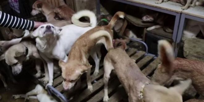 164 Dogs Crammed into Tiny House in Japan Rescued by Health Officials