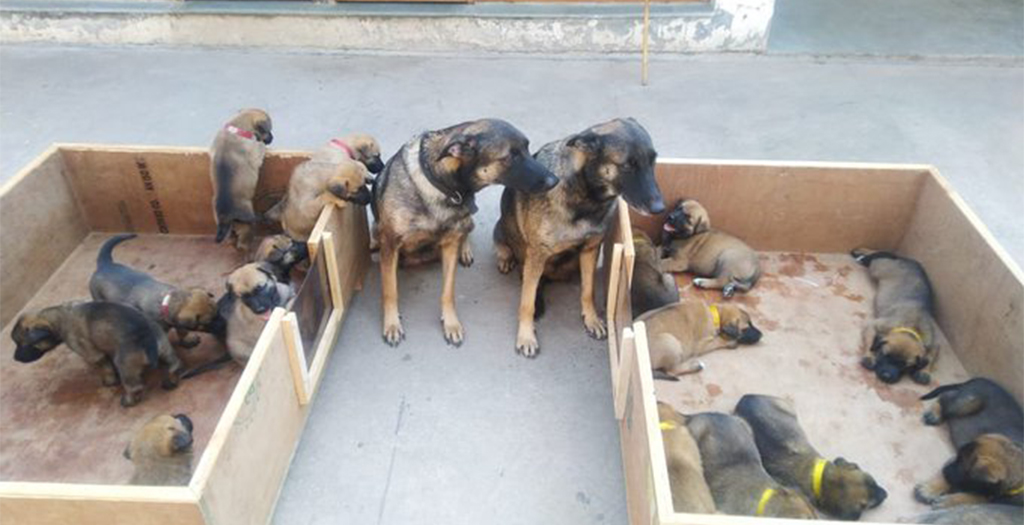 ITBP gets 17 New Warriors for its K9 Squad as Two Dog Moms give Birth in Panchkula