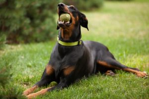 Doberman Pinscher
