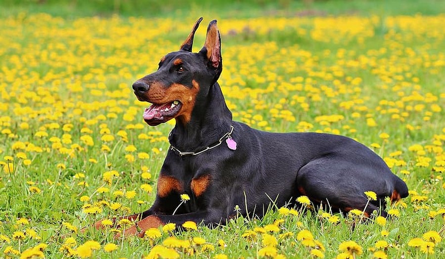 Doberman