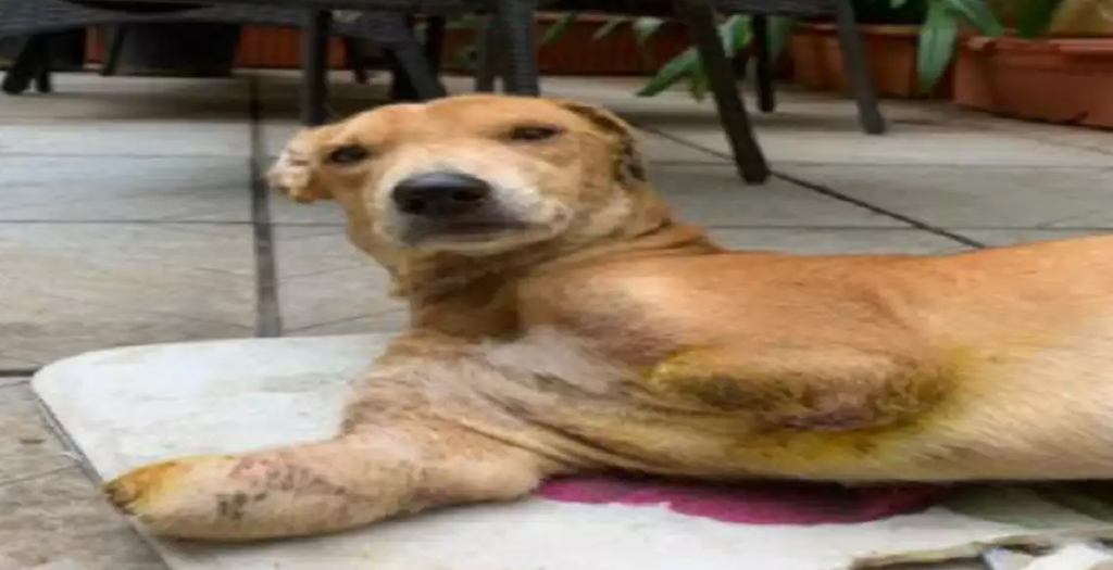 Dog Loses Front Legs in Acid Attack, FIR lodged