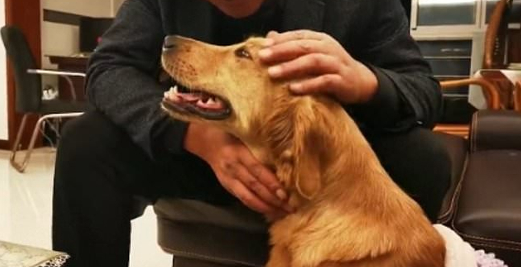 Golden Retriever Walks 62 Miles in Two Weeks to find its Owners