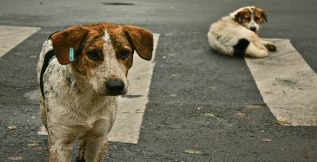 Man Riding Bike Loses Life while trying to Save Stray Dog in Tamil Nadu