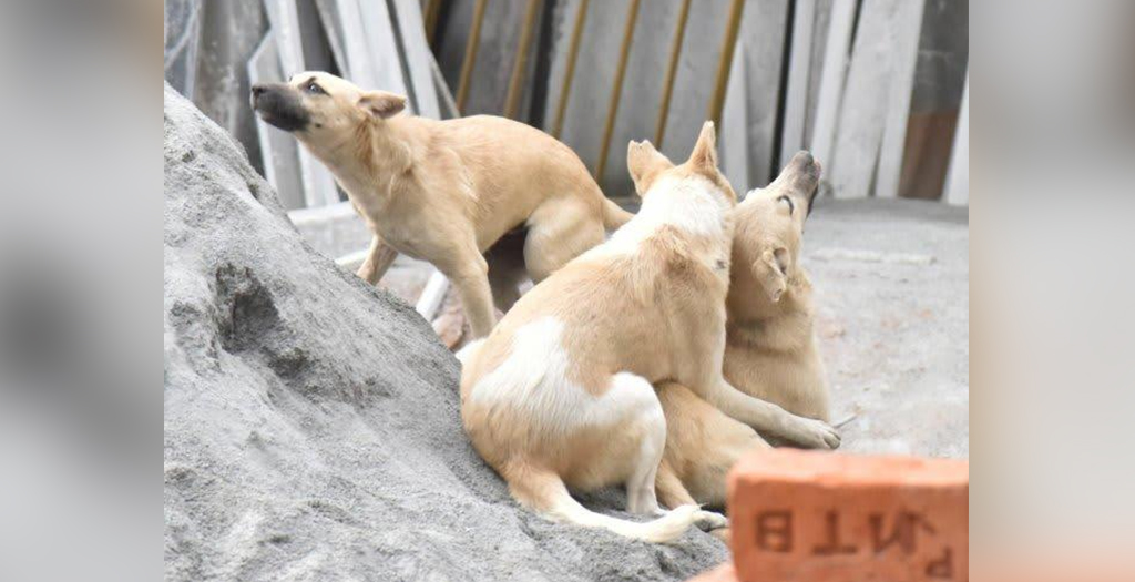 Bengaluru Civic Body uses Mobile App to Map Vaccinated Stray Dogs