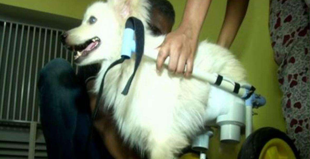 Pet Lover in Coimbatore Designs Wheelchair for Disabled Dog