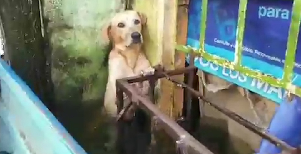 Stranded Dog Rescued amid Heavy Floods in Mexico, Video Leaves Netizens Emotional
