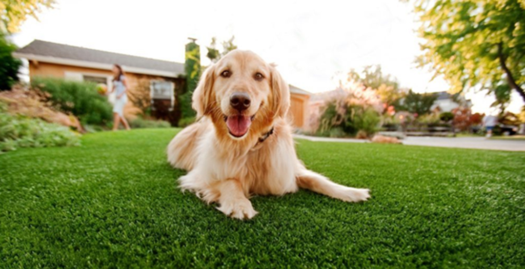 How Artificial Grass Could Be The Best Thing For Your Pet Dog?