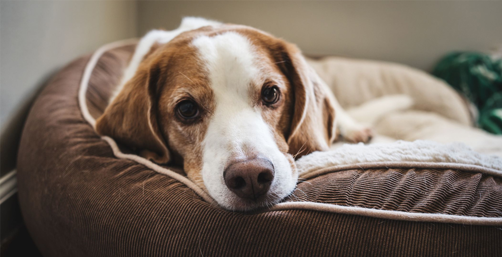 How you make a waterproof bed for a dog