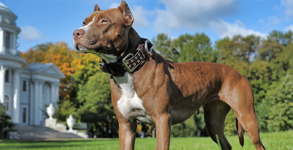 Introduction to Chocolate Pitbull The Rarest Dog