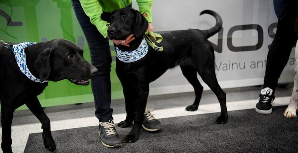 Dogs can Sniff Coronavirus with Perfect Accuracy, Scientists say they can screen Hundreds, Control Pandemic