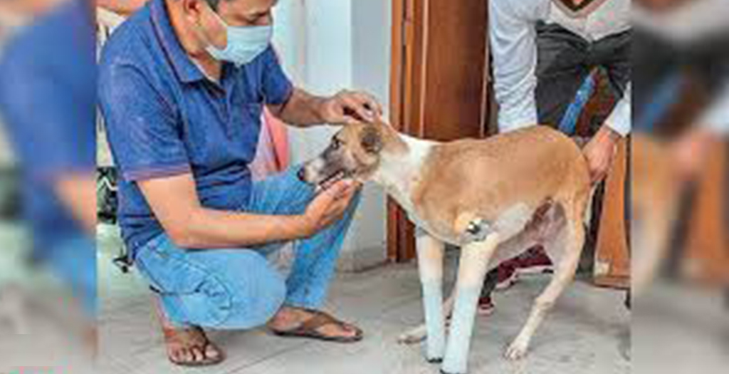 Pup that Lived after Coming Under Train in Faridabad finds Home in UKPup that Lived after Coming Under Train in Faridabad finds Home in UK