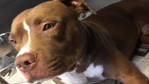 6-Year-Old Attacked by Pitbull, Kharar Police Dilly-Dallying