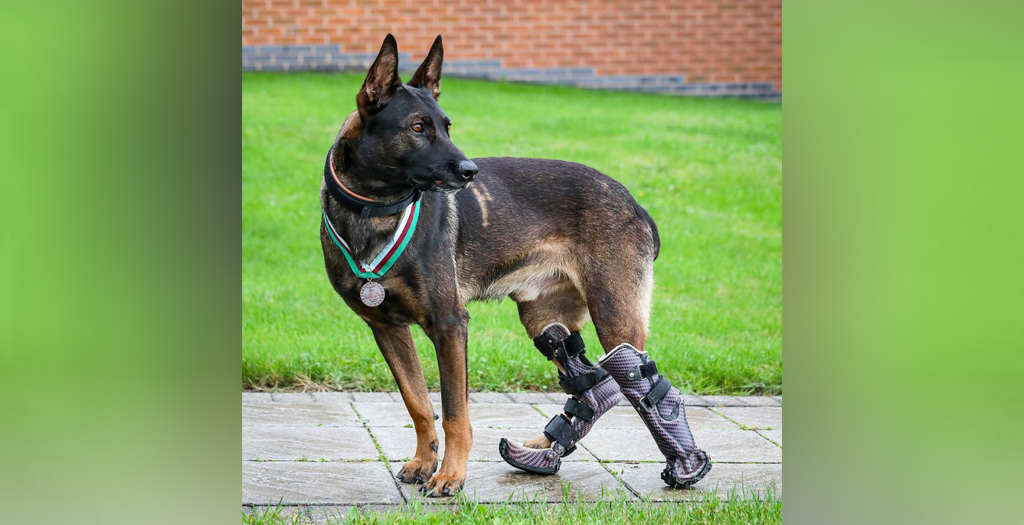 Hero Dog with Prosthetic Paws that Survived Gunfire to Save Others Given Highest Animal Honor
