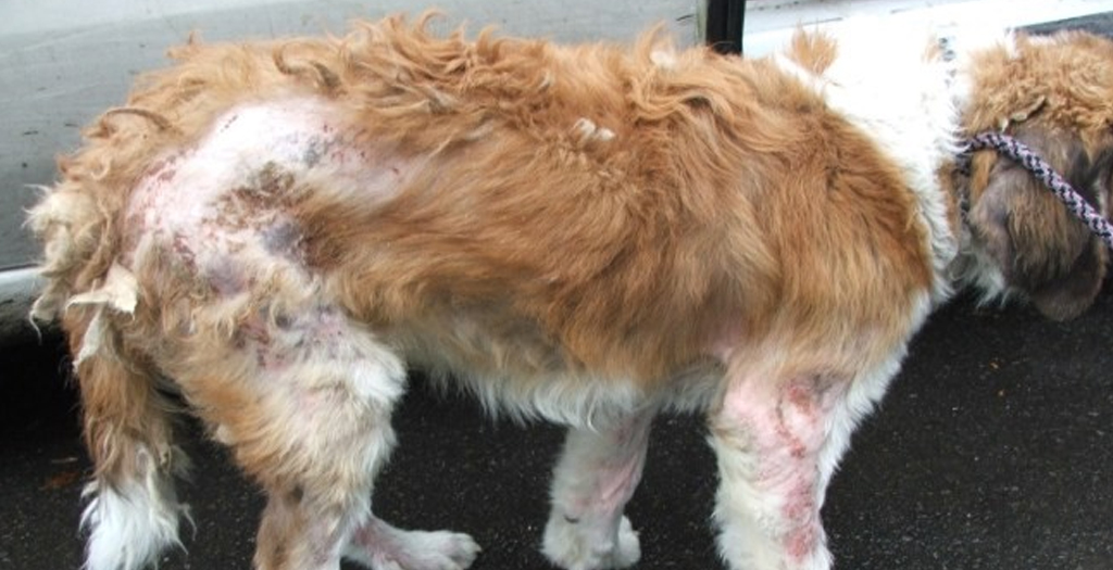 Strays Afflicted with Scabies in Mysuru