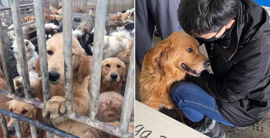 29 Dogs Rescued From China's Dog Meat Trade Reach the U.S. and Meet Their New Forever Families