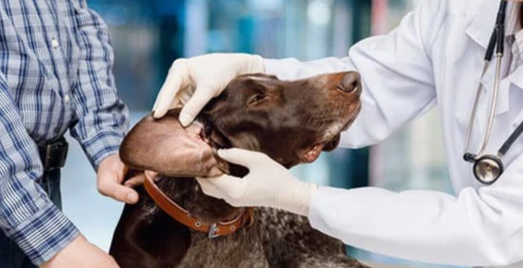 6 Home Remedies for Dog Ear Infections