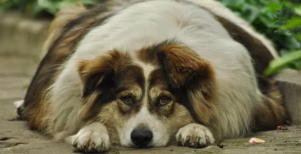 6 Warning Signs Your Dog Is Overweight