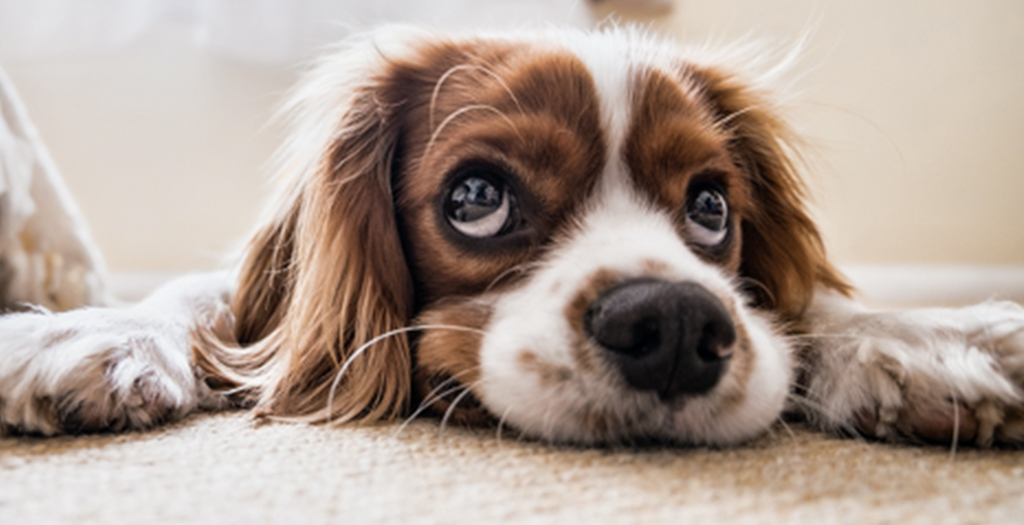7 Proven Ways to Calm Your Anxious Dog