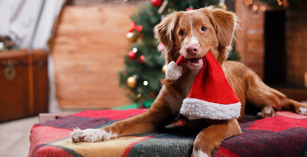 How To Celebrate Christmas With Your Fur Babies