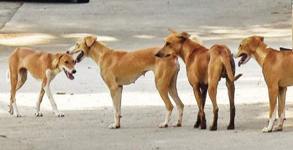 Dog-Bitten PKL Woman Harassed for Vaccine