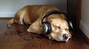 How Does Music Affect Your Dog’s Mood?