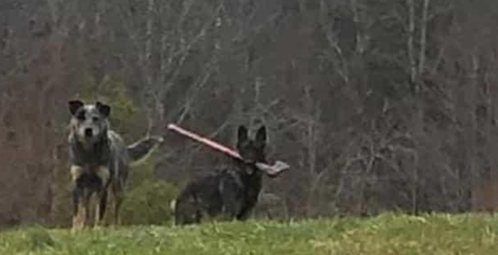 Postman Encounters Axe-Wielding Dog while Delivering Mail in US, Shares Pics
