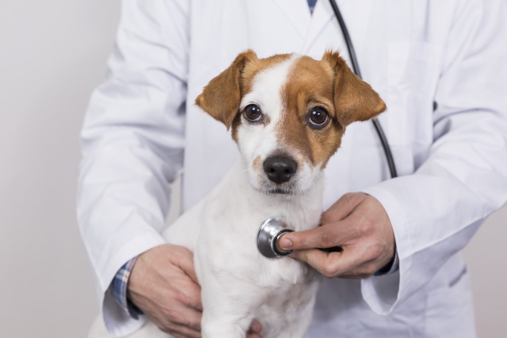 Top 10 Veterinary Clinics in Oakdale
