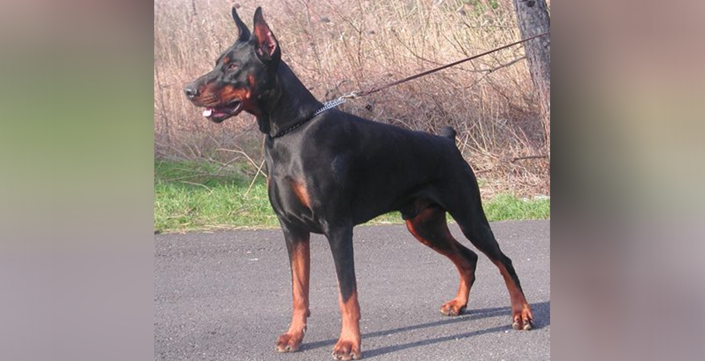 Three Men Rescue Pet Dog from Leopard in Pune