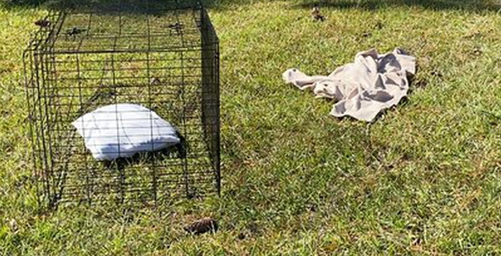 VPD Arrests Man for Killing Dog, Disorderly Conduct