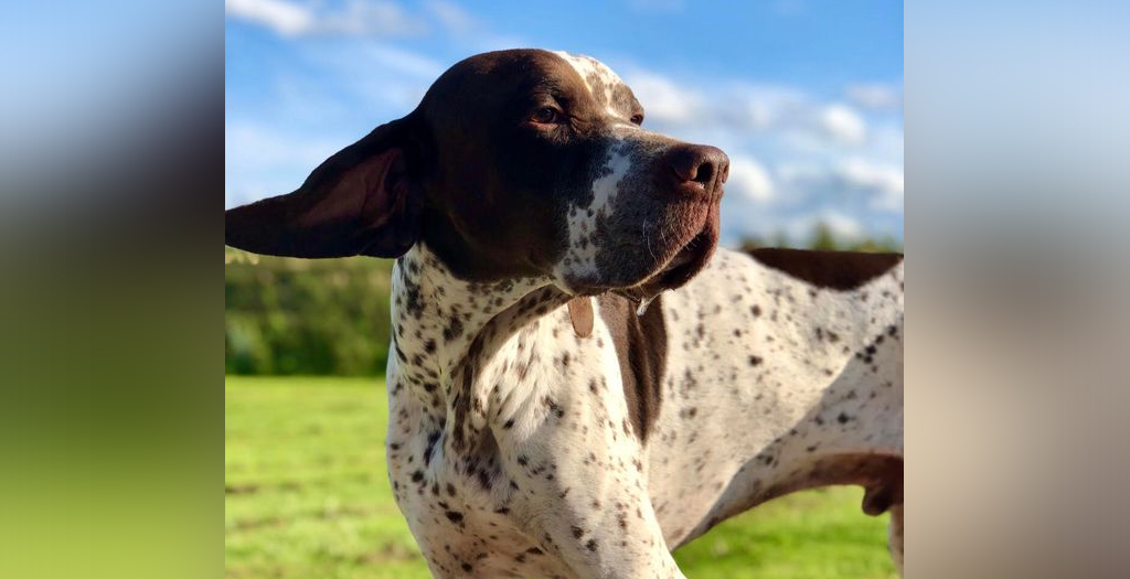 Dog Owners Left Horrified after Chemical Attack on Pet in Derbyshire Park