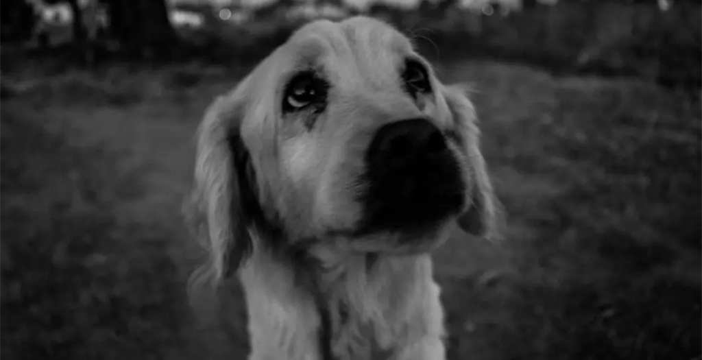 Dog Is Rescued By Officials From Roof Of Abandoned School