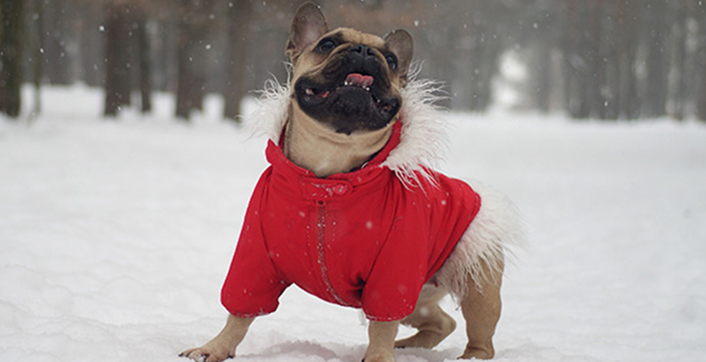 How To Make The Winter Comfortable For Dogs