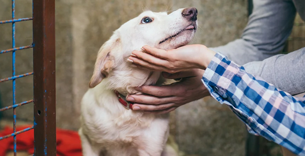 Tips to Help a Rescued Dog Adjust to a New Home