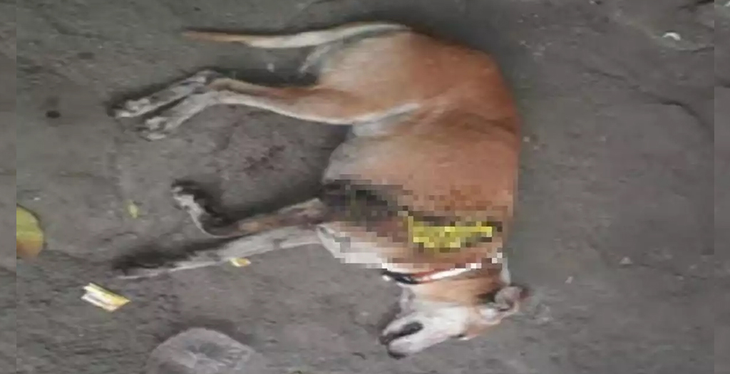 Medical Negligence at Parel Centre killed Dog, Alleges Activist