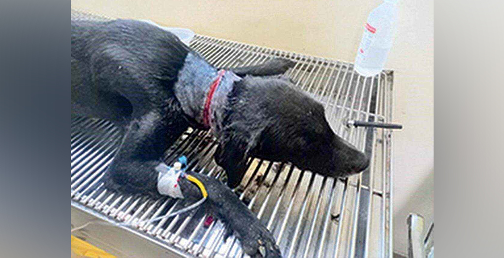 Stray Dog Attacked near BITS Campus