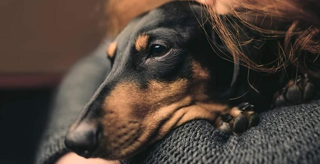 5 Natural Ways to fight Cancer In Dogs