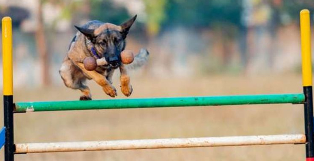 Sniffer Dog Awarded ‘Cop of the Month’ After she Solved a Royal Palace Robbery Case