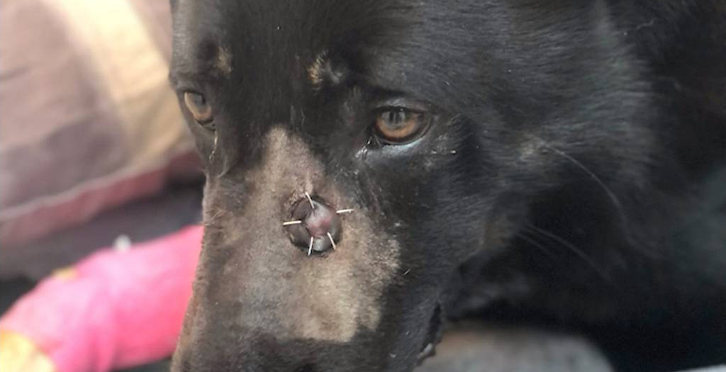 Man who Allegedly Shot Police Dog Facing Multiple Charges