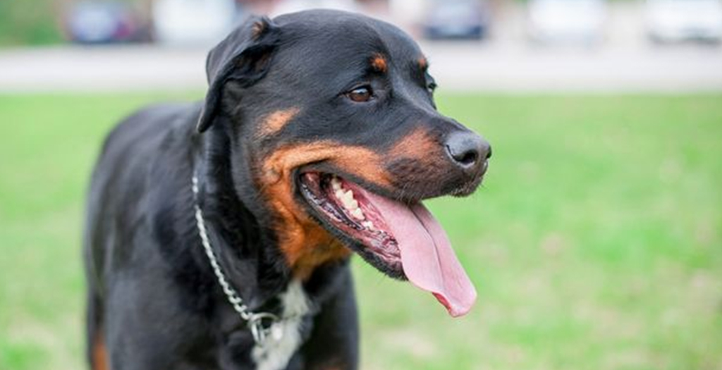 Man Charged With Aggravated Cruelty After Dog Dies Due To Being Locked Inside Hot Car