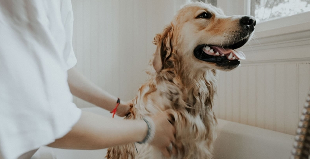 Four Essential Hygiene Tips for Dog Owners