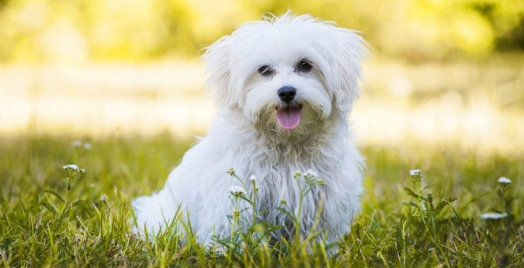 10 Best Dog Foods For Dogs With No Teeth