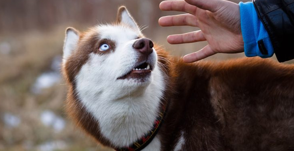 11 Things Humans Do That Annoy Dogs