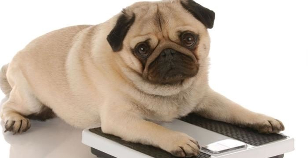 A Pet Owner's Guide To Prevent Obesity In Pets