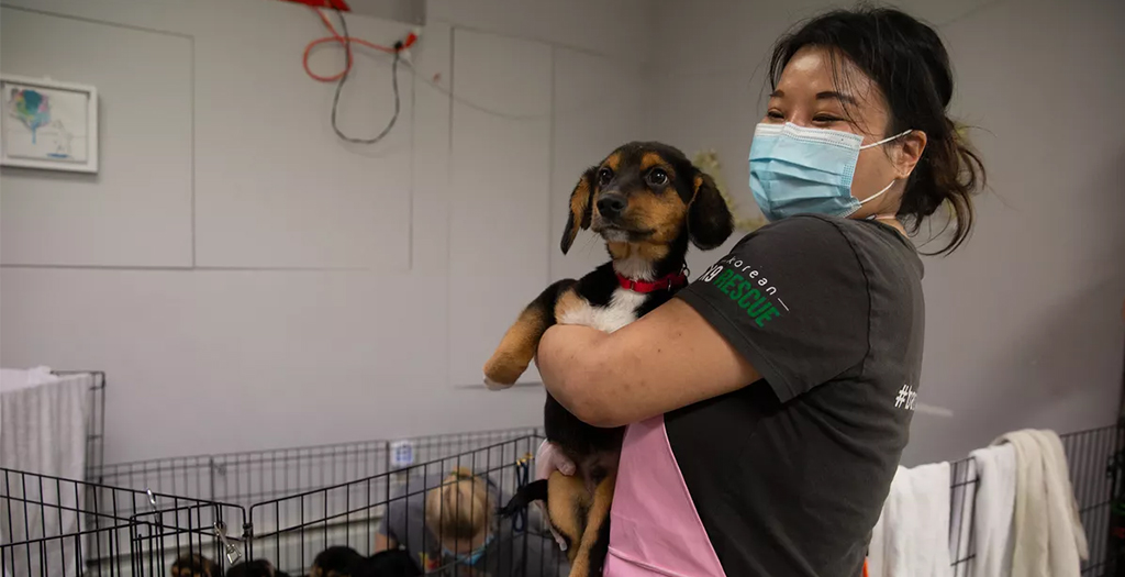 Dog Rescues Curbed by Surging Global Travel Costs Driven by Pandemic